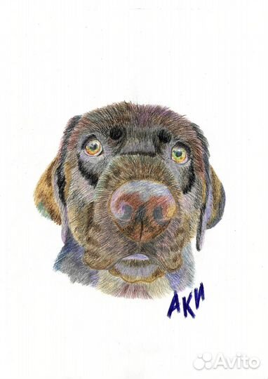 Питомцу в подарок