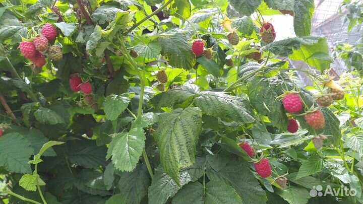 Саженцы малины cорт Рубиновая