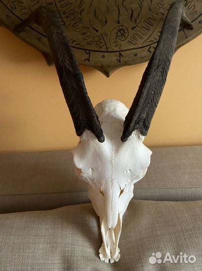 Череп козла с рогами