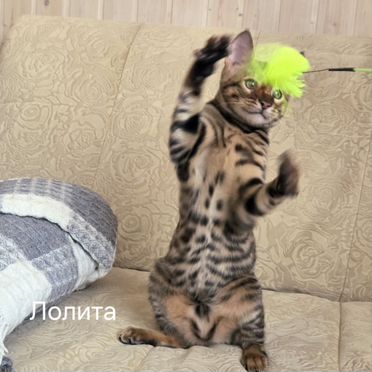 Тойгер котёнок