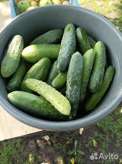 Огурцы