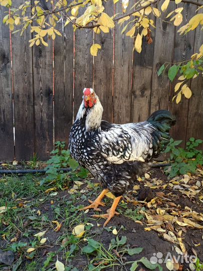 Петухи