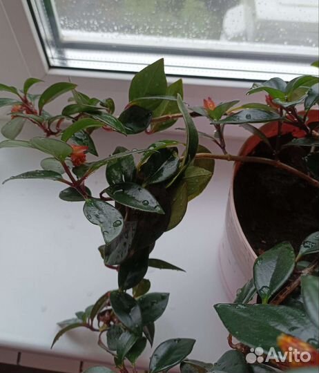 Нематантус