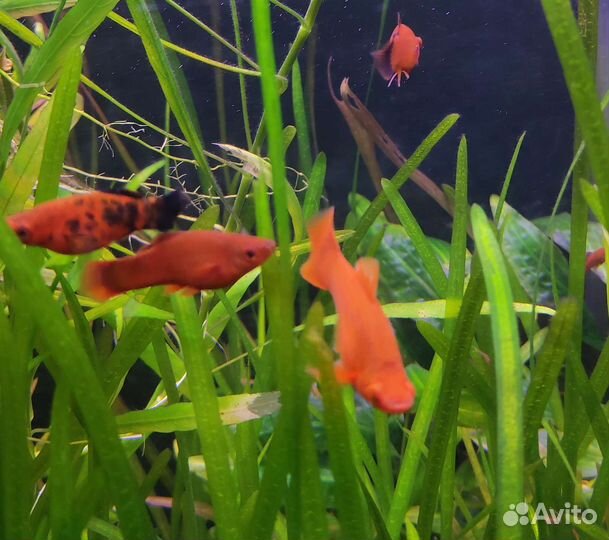Аквариумные рыбки