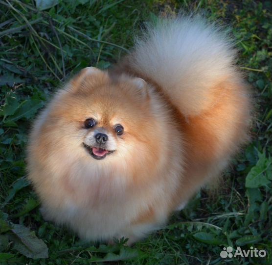 Шпиц девочка