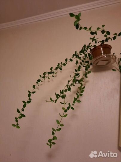 Продам комнатные ростения