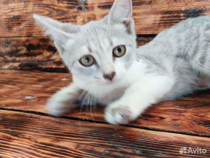 Шотландские метисы