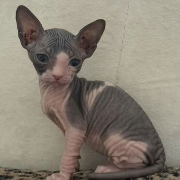 Донской сфинкс котёнок
