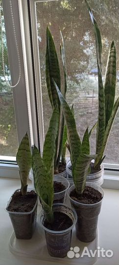 Сансевиерия