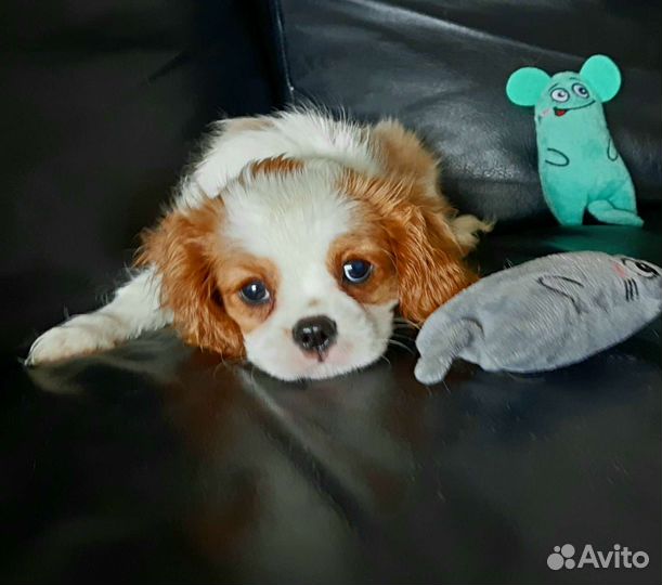 Кавалер кинг чарльз спаниель, девочки