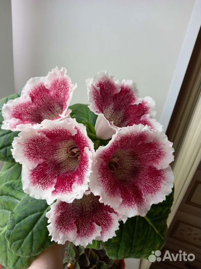 Глоксиния лист