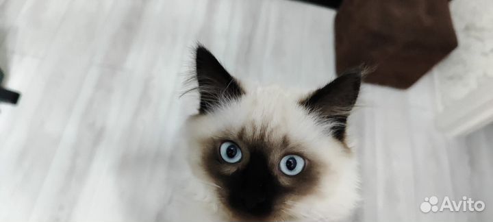 Кот вязка Невская маскарадная