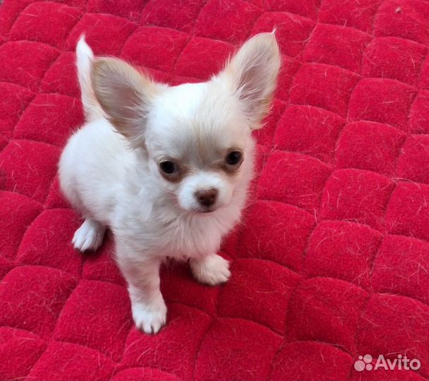 Чихуахуа из питомника