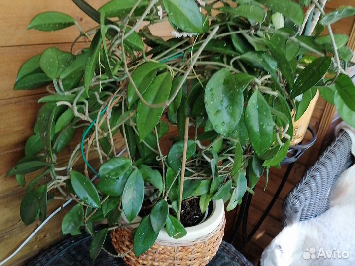 Хойя, юкка, кливия