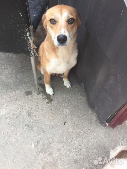 Собака в добрые руки