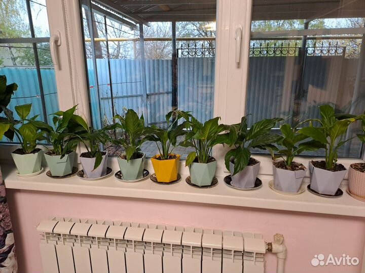 Спатифиллум