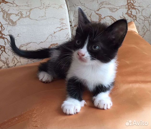 Кошка в дар бесплатно