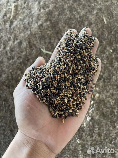 Семена суданки