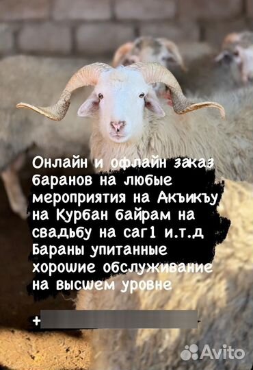 Курдючные бараны