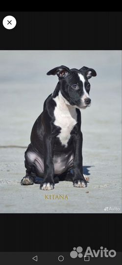 Щенки питбультерьера