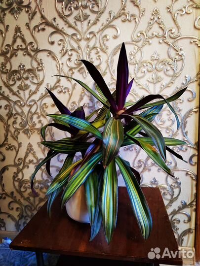 Рэо пестрое - ладья Моисея