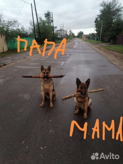 Щенки немецкой овчарки