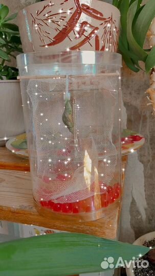 Ферма бабочек