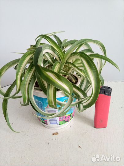 Хлорофитум кудрявый Бони