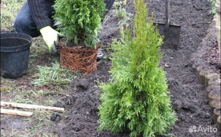 Благоустройство, работы в саду, покос травы