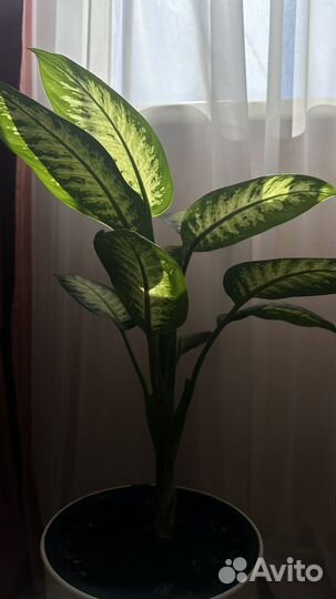 Диффенбахия