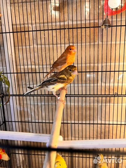 Кенара и канарейки