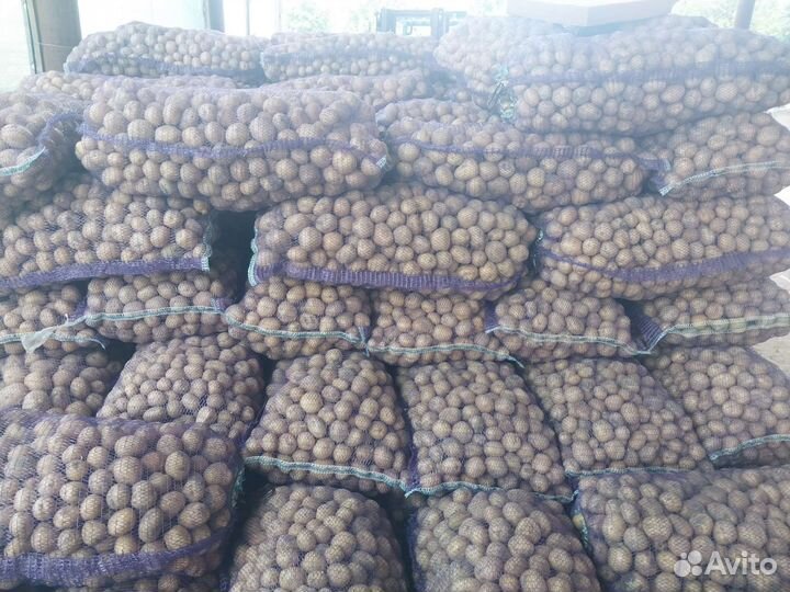 Картофель 2 сорт