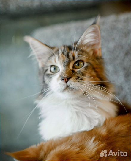 Мейн-кун котенок кошечка