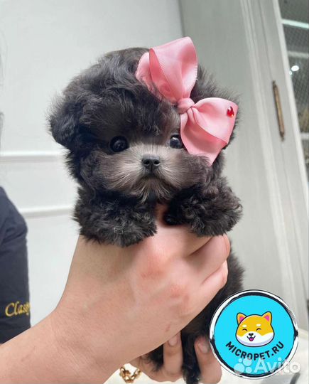 Пудель Мальтипу Тикап из Кореи