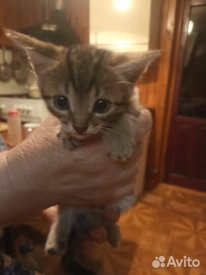 Кошка в дар