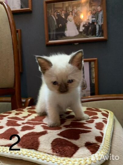 Котятя Милые Тайцы