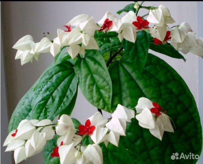 Клеродендрум