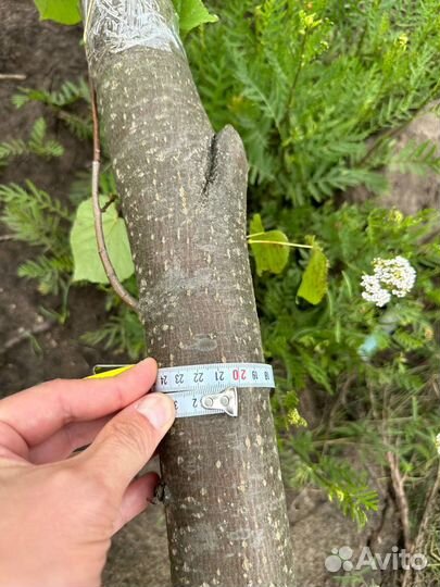 Липа 4-5-6 м, клен, рябина, вяз, дуб, черемуха. Кр