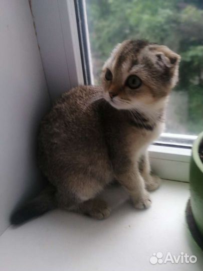 Золотые котятки