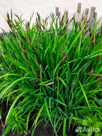 Многолетние цветы для сада