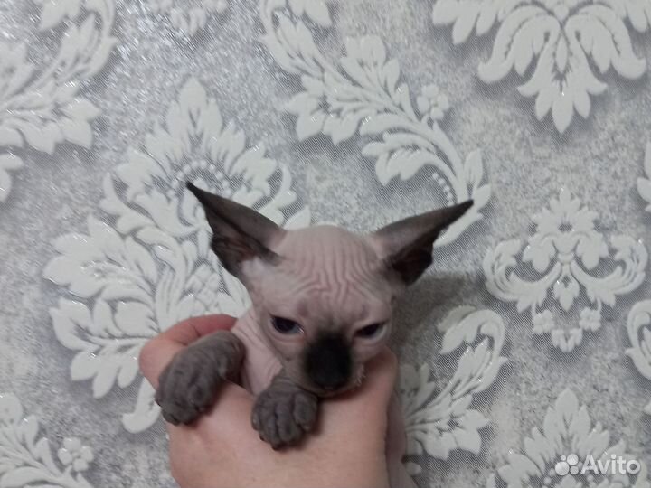 Канадский сфинкс котенок