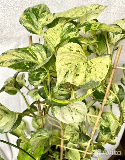 Эпипремнум марбл эппл (marble apple)