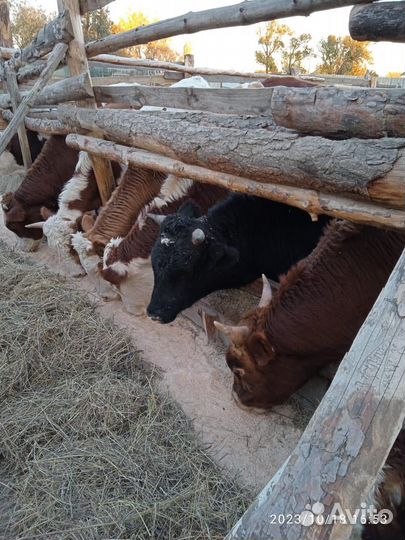 Бычки и быки