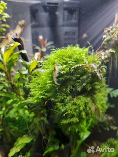 Аквариумные рыбки и растение буцефаландры, мхи