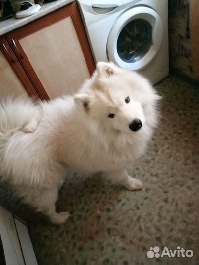 Самоед для вязки