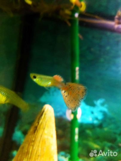 Аквариумные рыбки
