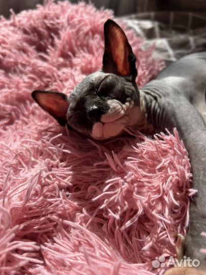 Донской сфинкс ищем невесту