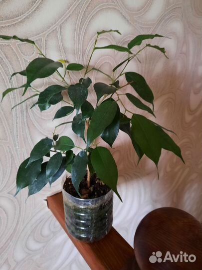 Фикус бенджамина