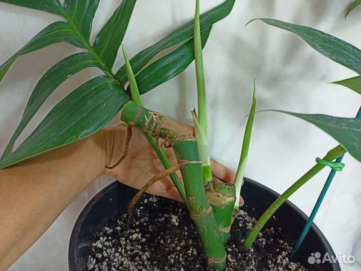 Рафидофора декурсива