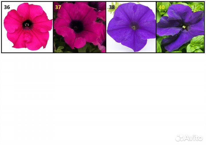 Петуния вегетативная (размножается черенками)